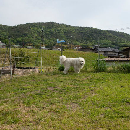 ドッグラン